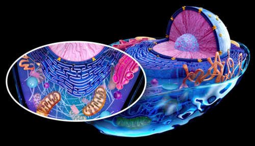 eukaryote structure